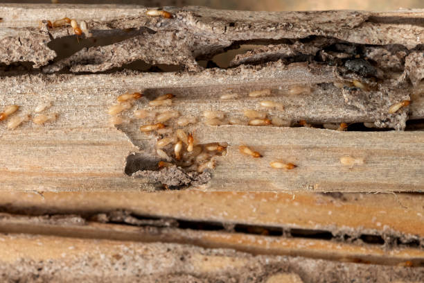 Best Affordable Pest Control Services  in Mazomanie, WI