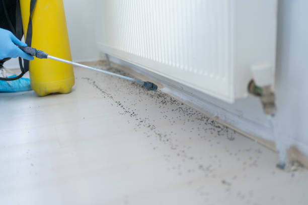Wasp Removal Services in Mazomanie, WI